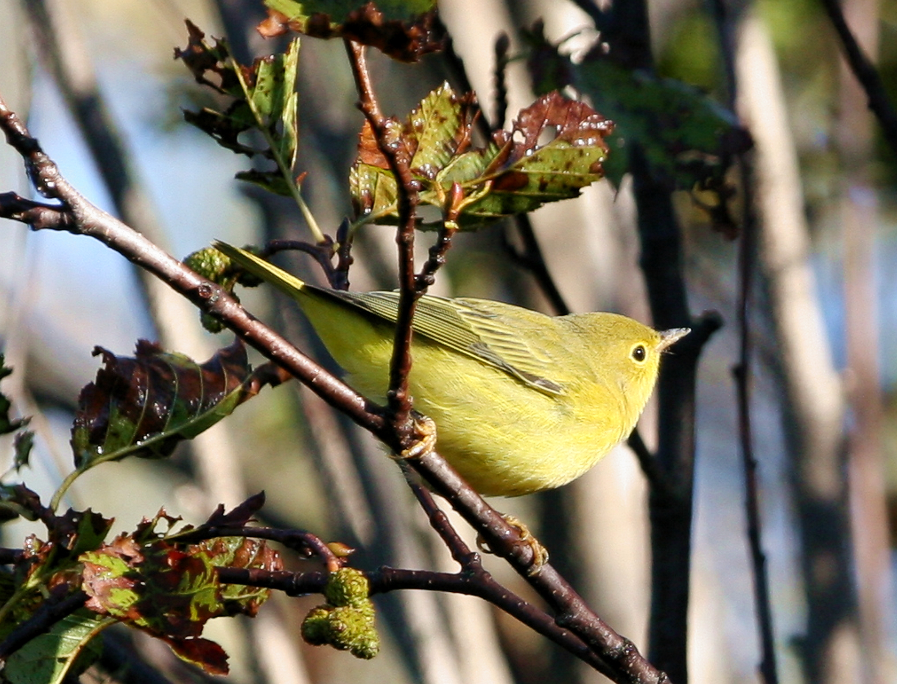 Yellow Warbler